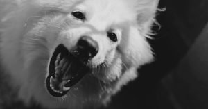 Como tirar tártaro de cachorro: o que funciona e o que evitar