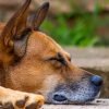 Como criar uma rotina de calma para cachorro