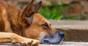 Como criar uma rotina de calma para cachorro