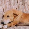 Cachorro com muitos gases: por que acontece e como reduzir