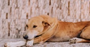 Cachorro com muitos gases: por que acontece e como reduzir