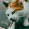 Petiscos saudaveis para gatos: o que oferecer?