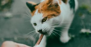 Petiscos saudaveis para gatos: o que oferecer?
