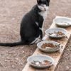 Por que meu gato enjoa da comida e o que fazer