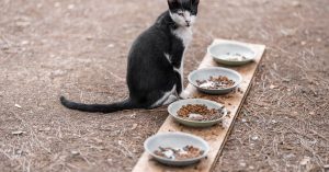 Por que meu gato enjoa da comida e o que fazer