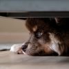 Cachorro estressado: como identificar e melhorar o bem-estar