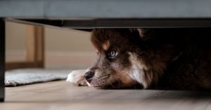 Cachorro estressado: como identificar e melhorar o bem-estar