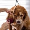 Por que meu cachorro esta perdendo muito pelo?