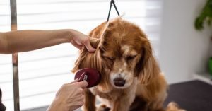 Por que meu cachorro esta perdendo muito pelo?