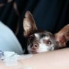 Cachorro com diarreia: o que pode ser e como agir