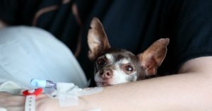 Cachorro com diarreia: o que pode ser e como agir