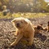Cachorro com coceira: o que pode ser e como aliviar