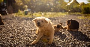 Cachorro com coceira: o que pode ser e como aliviar