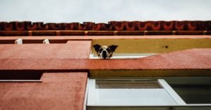 Cachorro que late demais quando fico fora: por quê?