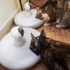Enriquecimento ambiental para gatos: ideias com comida