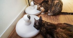 Enriquecimento ambiental para gatos: ideias com comida