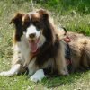 O que sao prebioticos para cachorro e para que servem