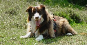 O que sao prebioticos para cachorro e para que servem