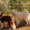 Cachorro com fezes moles: causas e o que fazer
