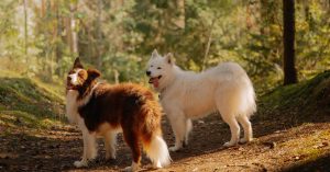 Cachorro com fezes moles: causas e o que fazer