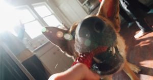 Escovar os dentes do cachorro x petisco dental: qual escolher?