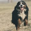Articulações de cães de raça grande: como prevenir problemas