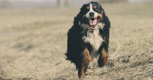 Articulações de cães de raça grande: como prevenir problemas