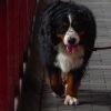 Displasia em cães: o que é, sinais e como cuidar da mobilidade