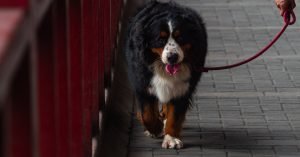 Displasia em cães: o que é, sinais e como cuidar da mobilidade
