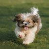 Cachorro agitado: como ajudar a relaxar no dia a dia