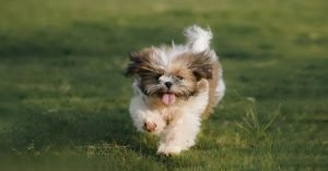 Cachorro agitado: como ajudar a relaxar no dia a dia