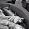 Por que os gatos gostam de peixe?