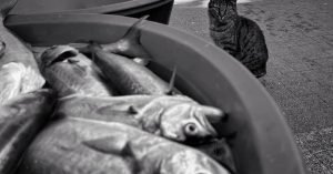 Por que os gatos gostam de peixe?