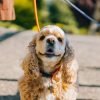 Cachorro fica estressado na hora do remedio: como ajudar