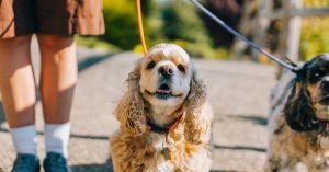 Cachorro fica estressado na hora do remedio: como ajudar