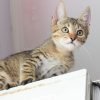 Primeiros cuidados com um gato filhote em casa