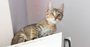 Primeiros cuidados com um gato filhote em casa