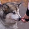 Como dar comprimido para cachorro que nao quer