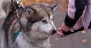 Como dar comprimido para cachorro que nao quer
