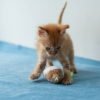 Socialização de gatinhos: por que os primeiros meses importam