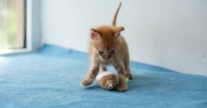 Socialização de gatinhos: por que os primeiros meses importam