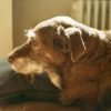 Cachorro idoso com dificuldade para levantar: o que pode ser?