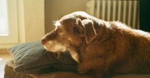 Cachorro idoso com dificuldade para levantar: o que pode ser?