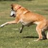 Cachorro com dor na articulação: sinais e o que fazer