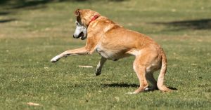 Cachorro com dor na articulação: sinais e o que fazer