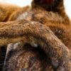 Cachorro com medo de barulho: como ajudar no dia a dia