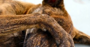 Cachorro com medo de barulho: como ajudar no dia a dia