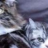 Por que variar os petiscos do gato faz diferenca