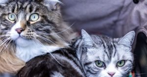 Por que variar os petiscos do gato faz diferenca