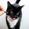Como recompensar um gato do jeito certo